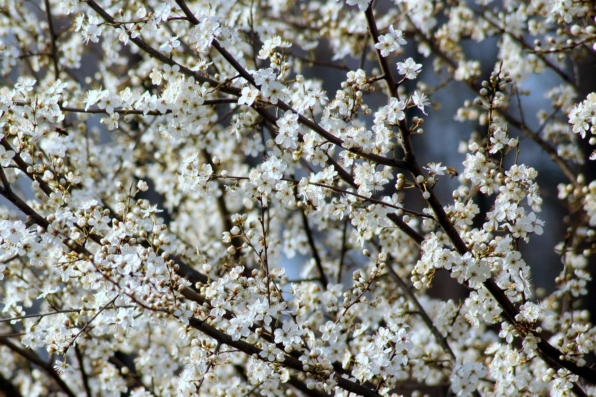 Blossoming fruit tree branches in spring