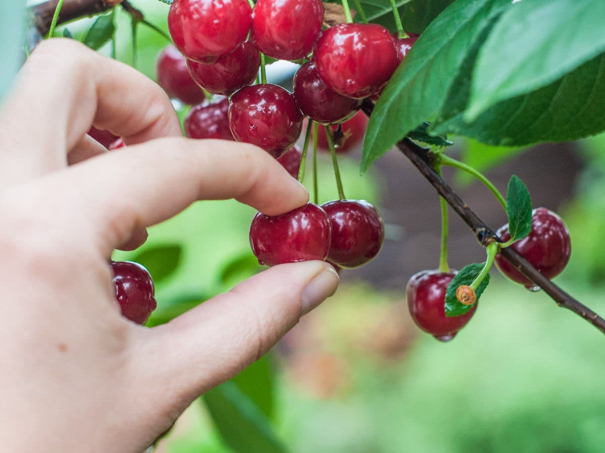 A hand picking ripe red cherries from a cherry tree
