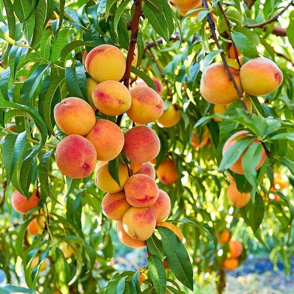 Ripe peaches hanging on a leafy peach tree
