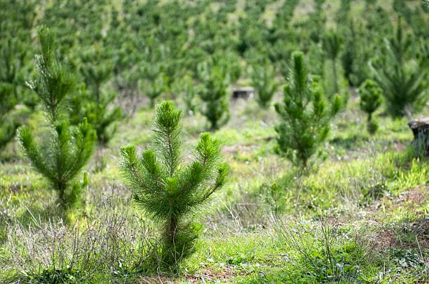Rows of young pine seedlings planted in a field