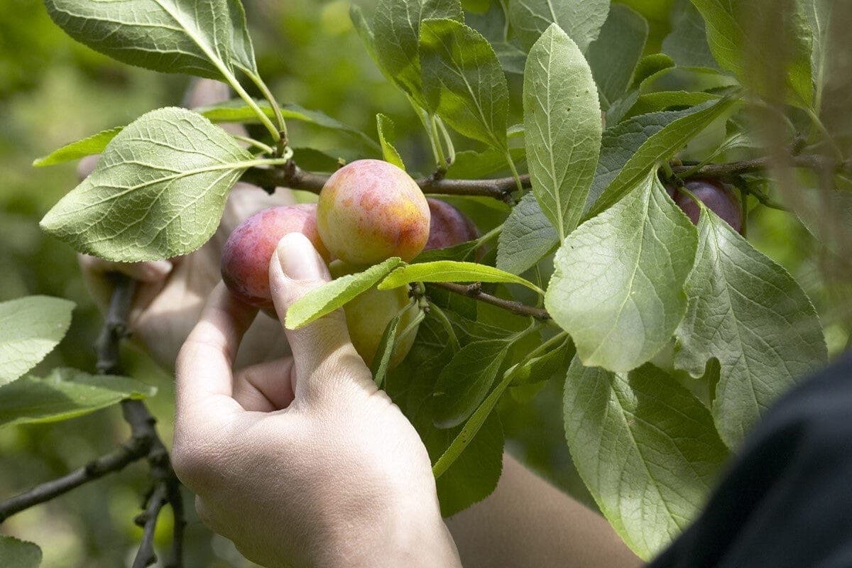 A hand picking ripe plums from a plum tree branch