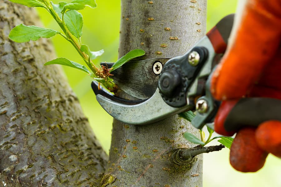 Gloved hands pruning a fruit tree branch with secateurs