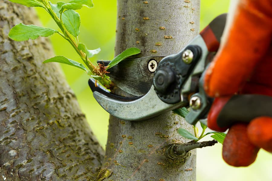 Gloved hands pruning a fruit tree branch with secateurs